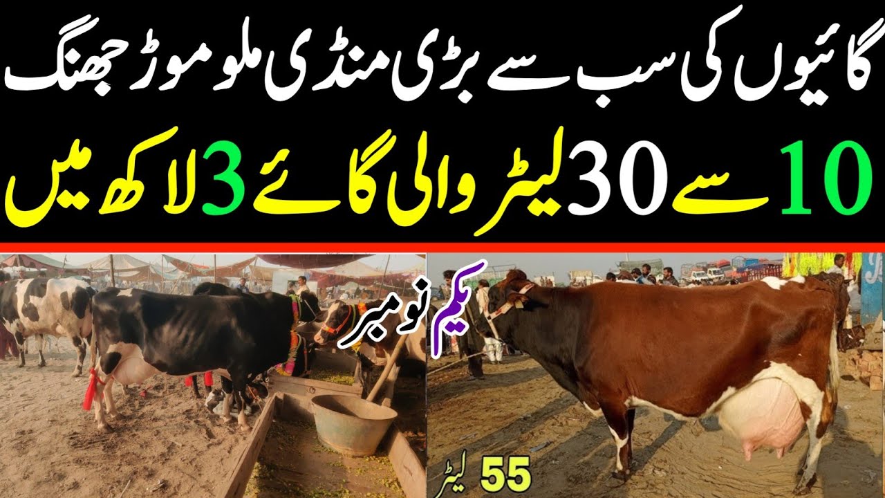 Today Malumor Mandi Jhang Update | Cow Fresh Rates Update | Cow Mandi 2025