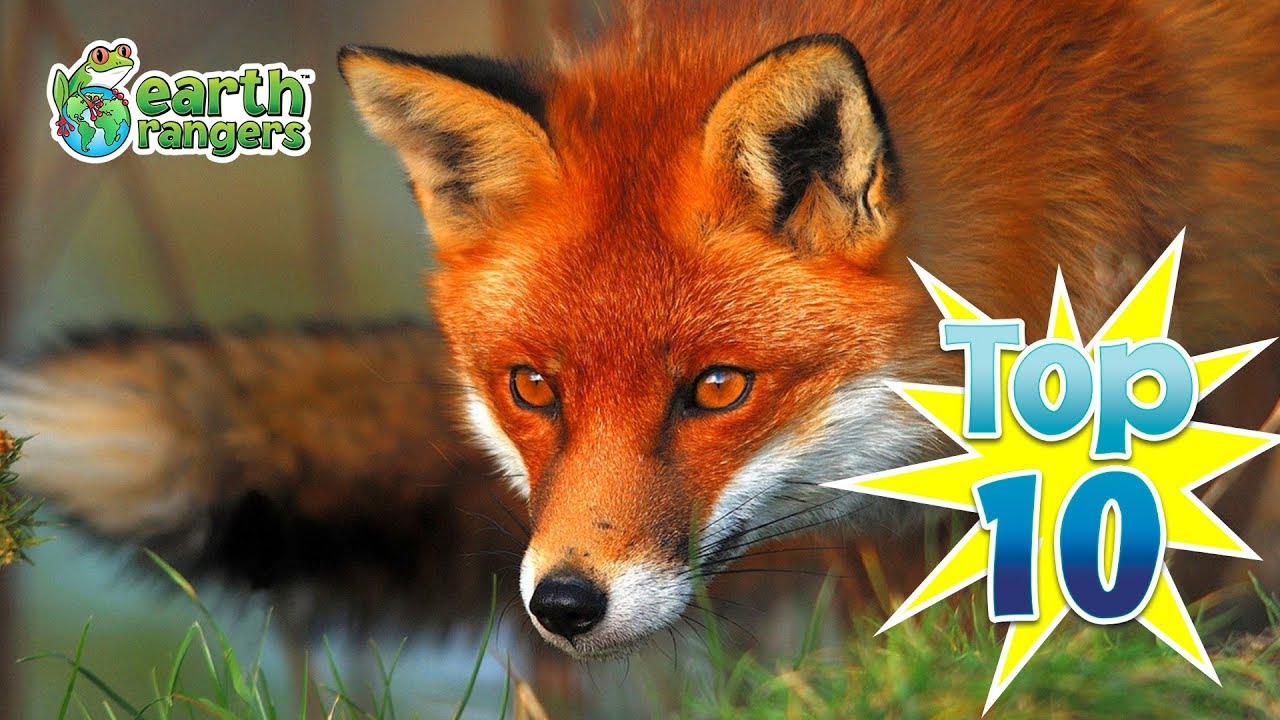 Top 10 Fun Fox Facts 🦊 | Earth Rangers