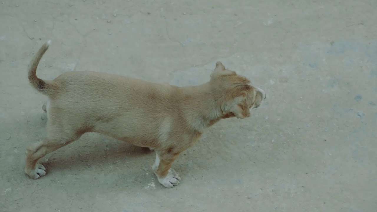 Street Dog | Stray Dog | Cute Puppy