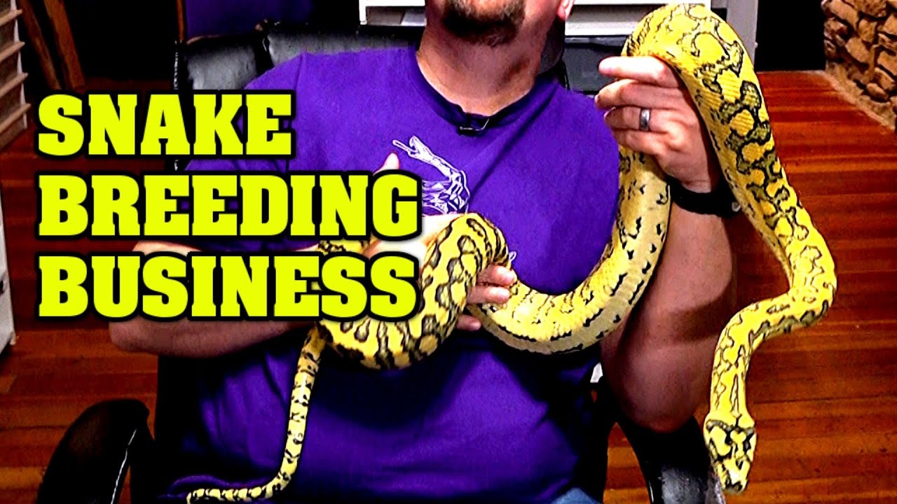 Snake breeding business!  How to have one, introduction to series!