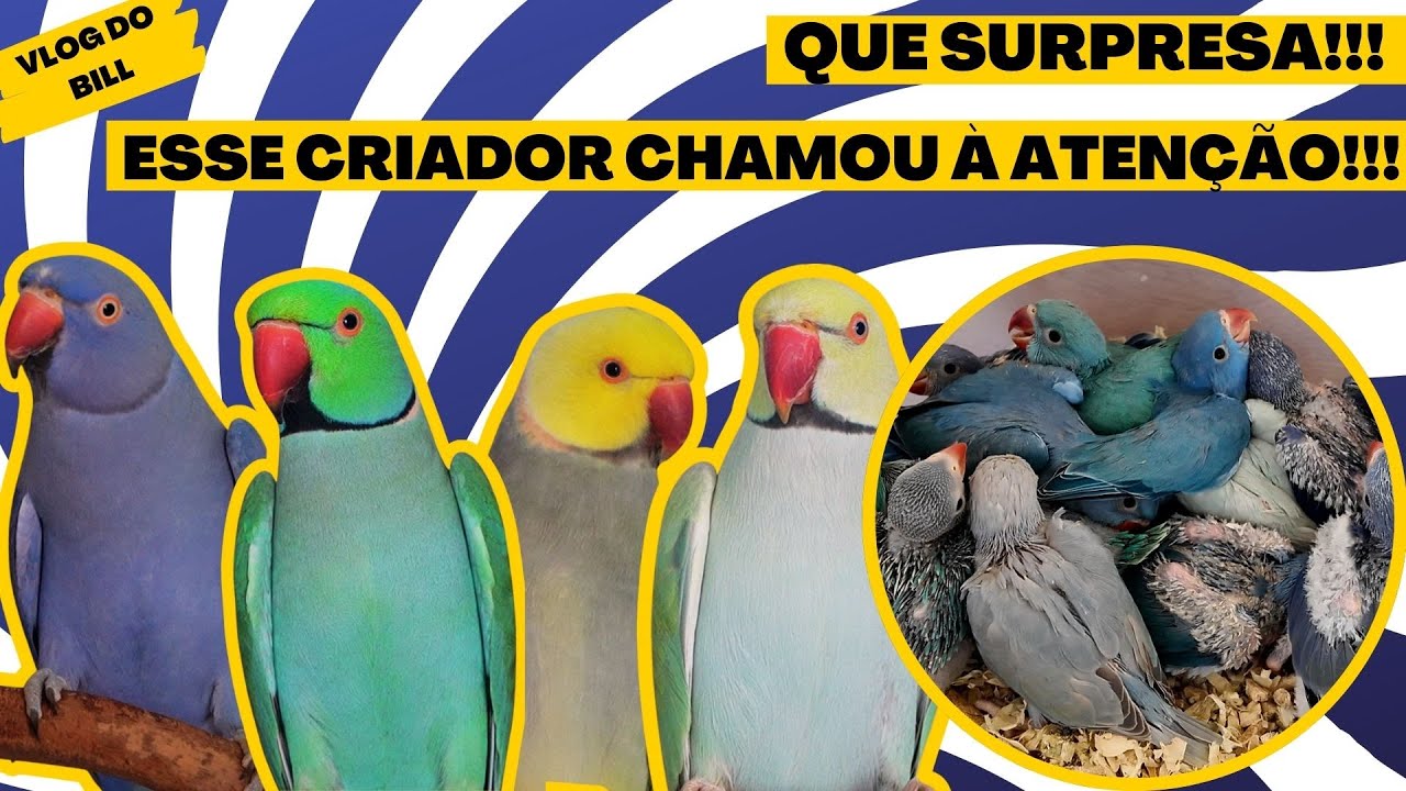 ESSE CRIADOR NOS SURPREENDEU!!ESTÁ CURIOSO?