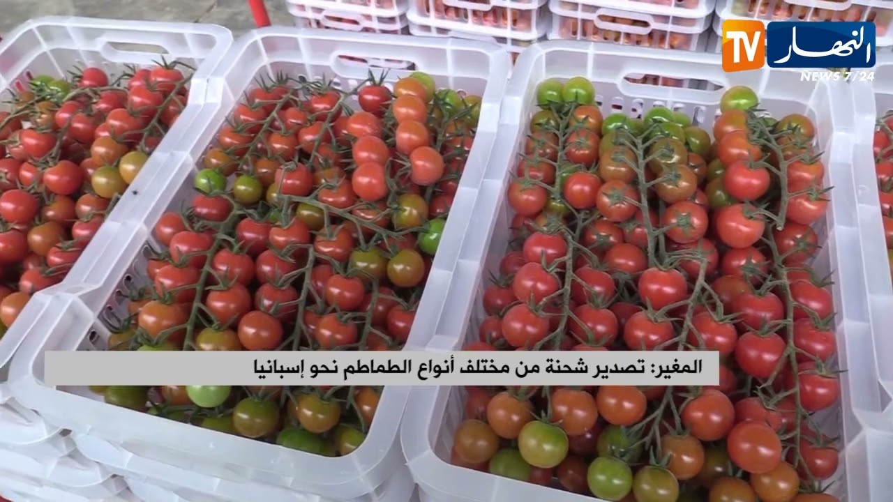 المغير: تصدير شحنة من مختلف أنواع الطماطم نحو إسبانيا