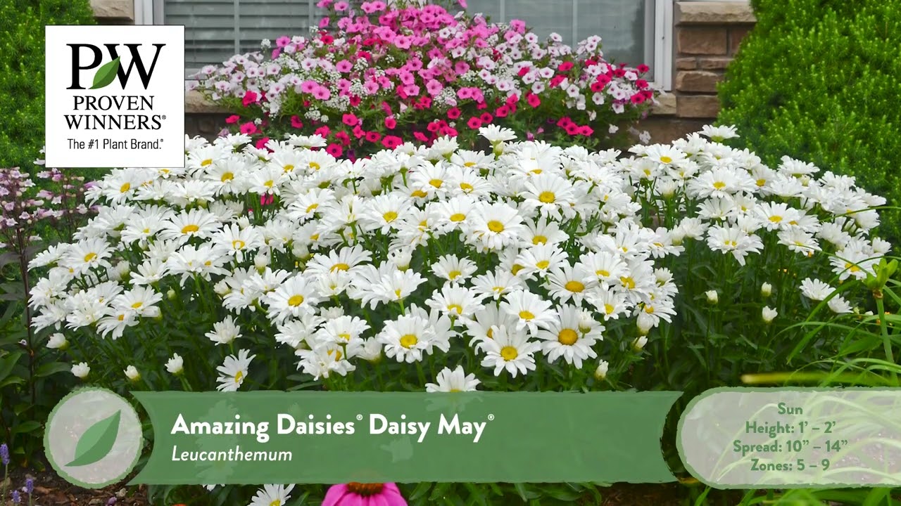 Perennial Plant Recommendations for the Pacific Northwest Zones 7-9