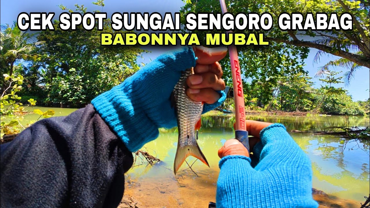 🍃 DISERANG DERBANG BABON NIATNYA MANCING WADER BALAP💥mancing derbang Purworejo umpan roti MS-601
