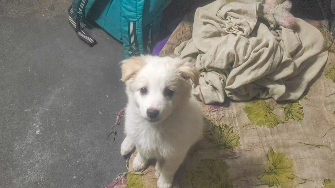 Lumi Ne Kiya Emotional Blackmail 😂