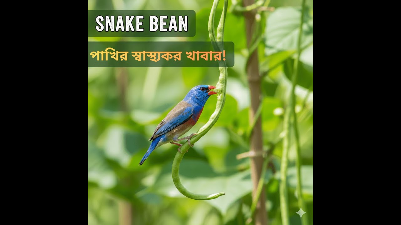 লাভবার্ড, বাজেরিগার ও ময়ূরকে Snake Bean দিলাম | Feeding Birds #shorts