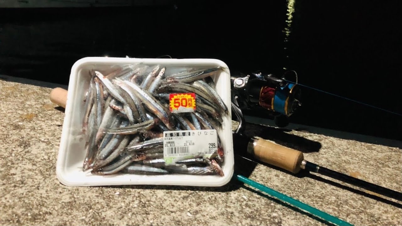 【ぶっこみ釣り】値引きのきびなごをエサにのんびり夜釣りのはずが…