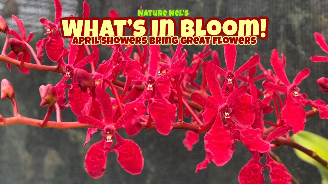 This Spring showers have caused a bursts of blooms. Come take a look at my collection of orchids.