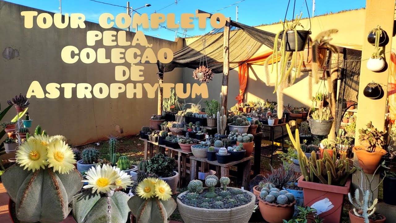 TOUR COMPLETO PELA MINHA COLEÇÃO DE ASTROPHYTUM #asterias #myriostigma #capricorne