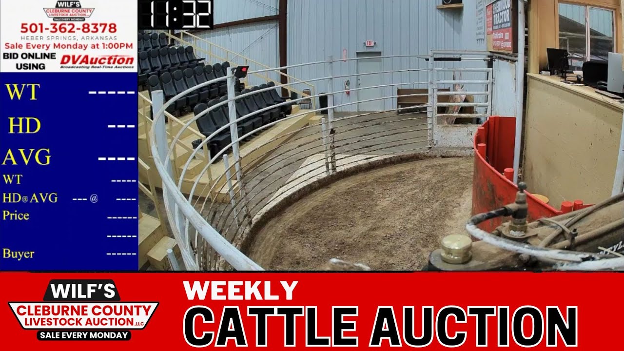 LIVE Today: Wilf&rsquo;s Cleburne County Livestock Auction &ndash; Arkansas Cattle Prices (Heber Springs, AR)