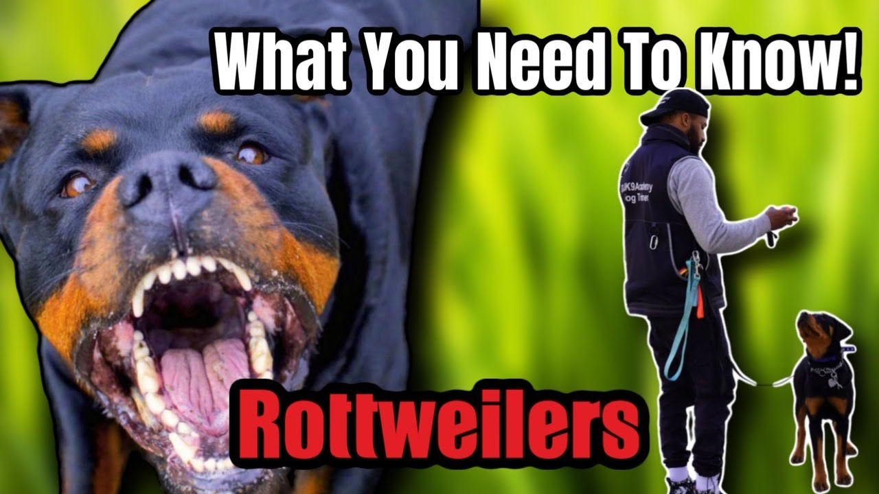 Why ROTTWEILERS Are The TOP AGGRESSIVE Dog Breed! Is This The Dog For You ?