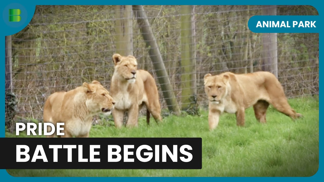 Lion Hierarchy Shakes Up - Animal Park - Documentary