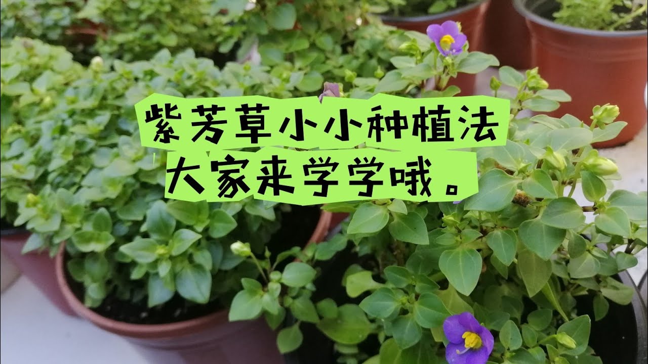 紫芳草是可以露养哦，喜欢阳光的紫芳草。