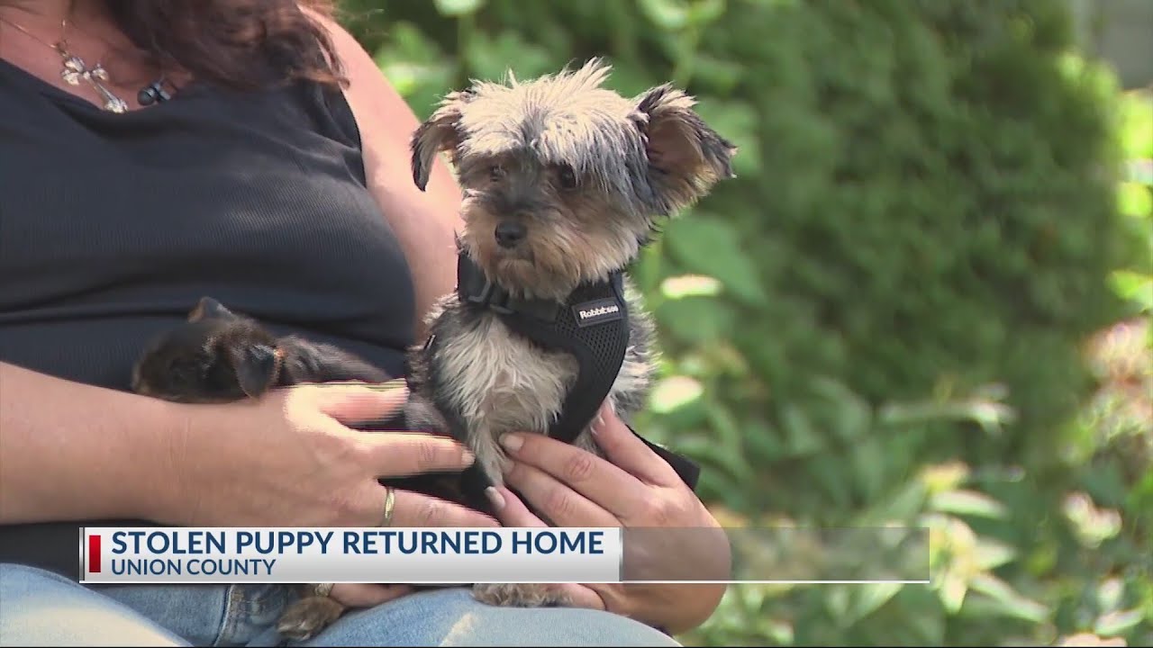 Stolen puppy returned home