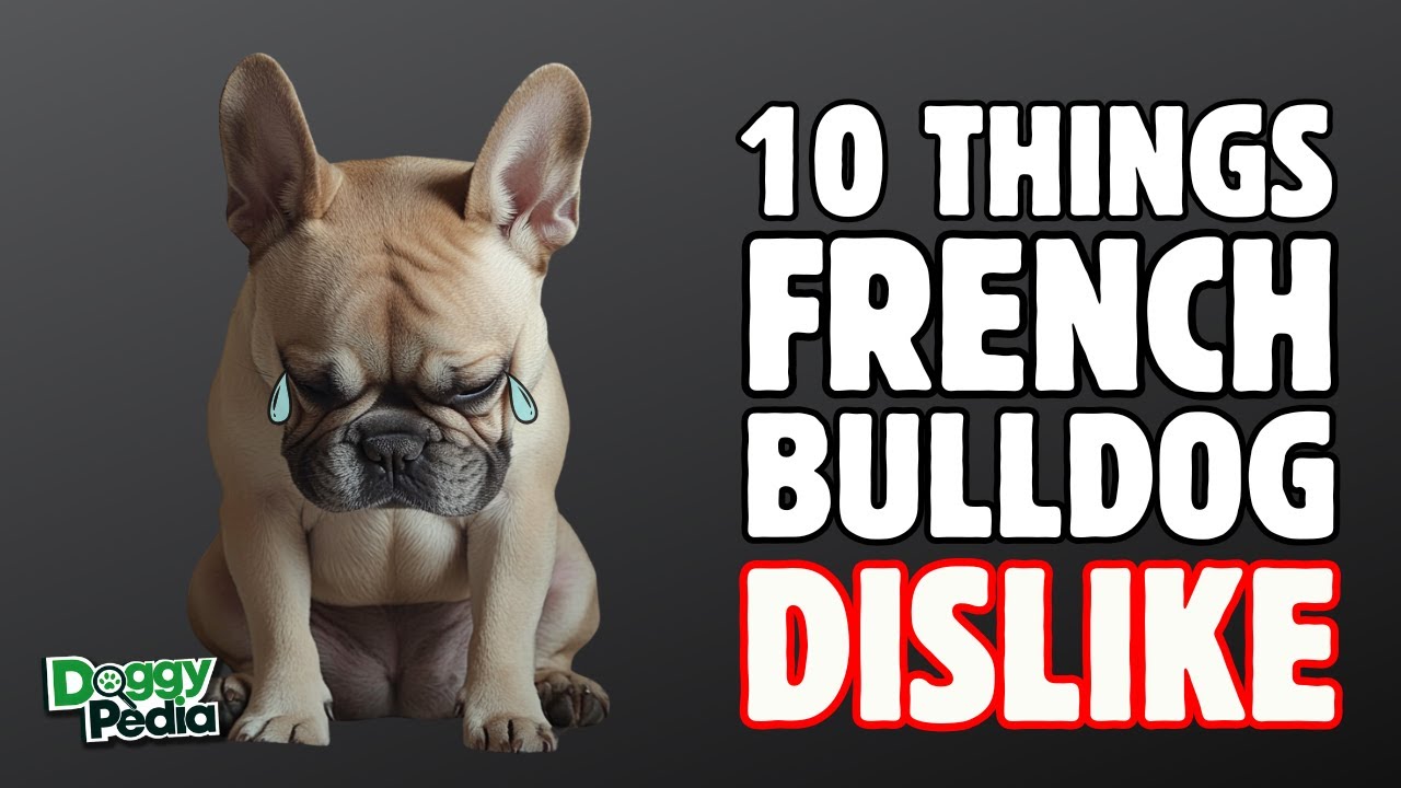 10 Things French Bulldogs Hate That You Should Avoid