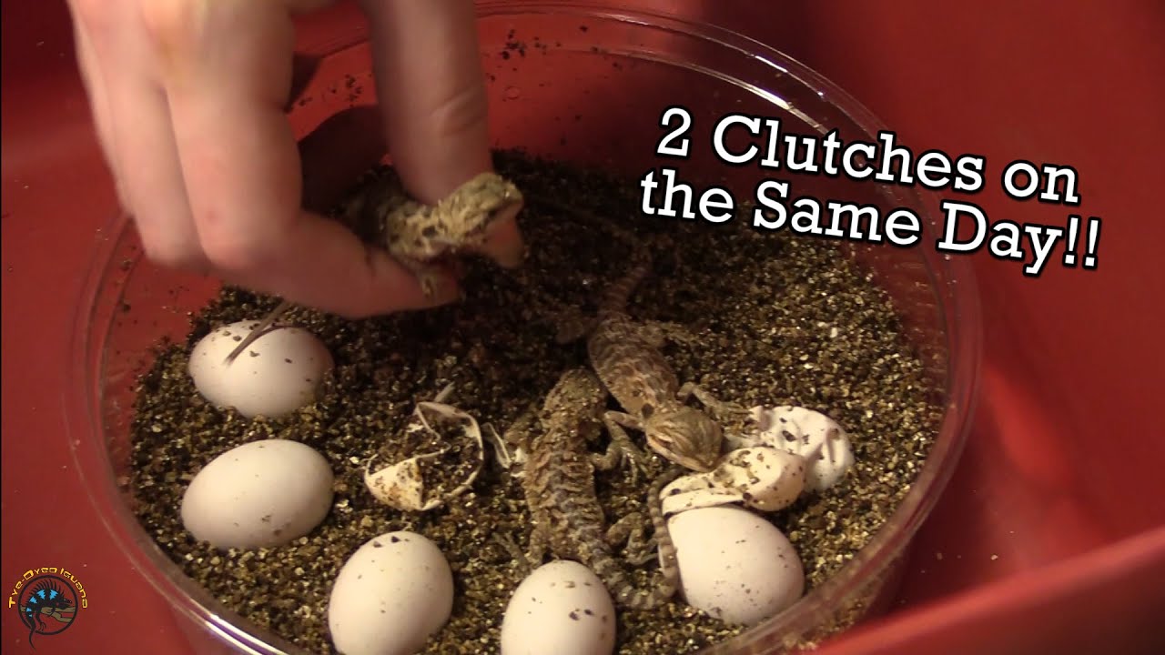 Two Clutches of Bearded Dragon Eggs Hatch 🐣 at the Same Time & the Babies are SO Cute! 😊