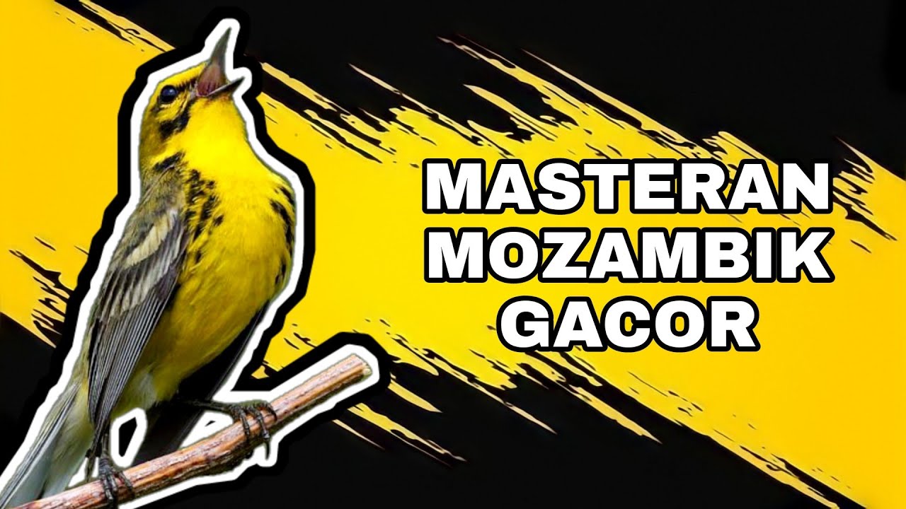 BURUNG MOZAMBIK GACOR RAPAT