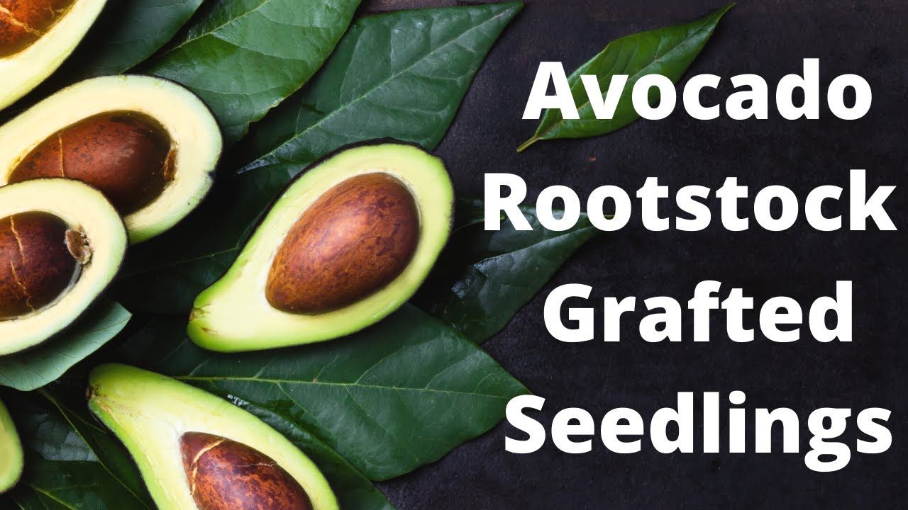 Avocado Rootstock Grafted Seedlings