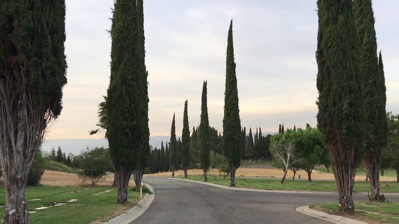 Italian Cypress trees in southern California