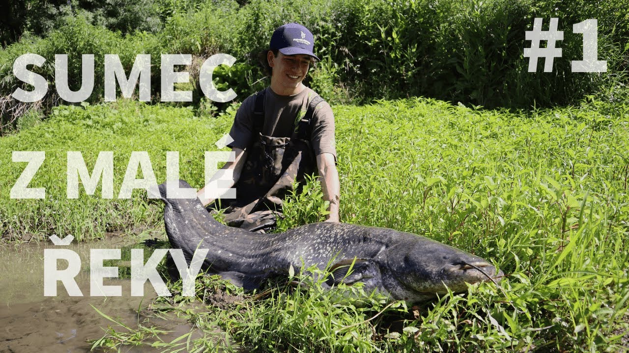 ZAH&Aacute;JEN&Iacute; ! | konečně zase u vody | sumcařina v ČESK&Eacute; REPUBLICE #1
