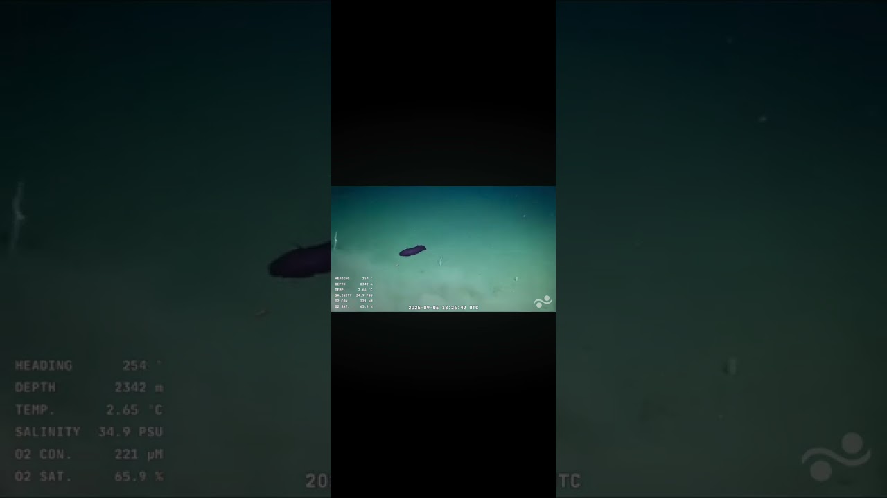 Expedición en el cañón del Río de la Plata Uruguay #viral #video #uruguaysub200