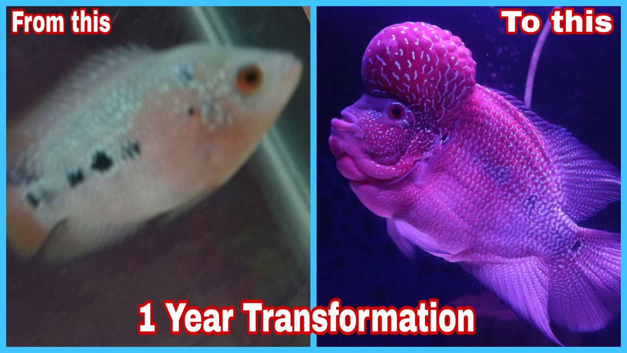 Flowerhorn Fish 1 Year Transformation #fish #transformation #entertainment