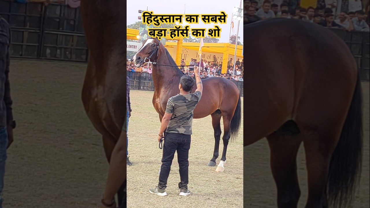 करोड़ों रुपए के घोड़े | most valuable horse in India | Inside the Most Expensive Horse in India