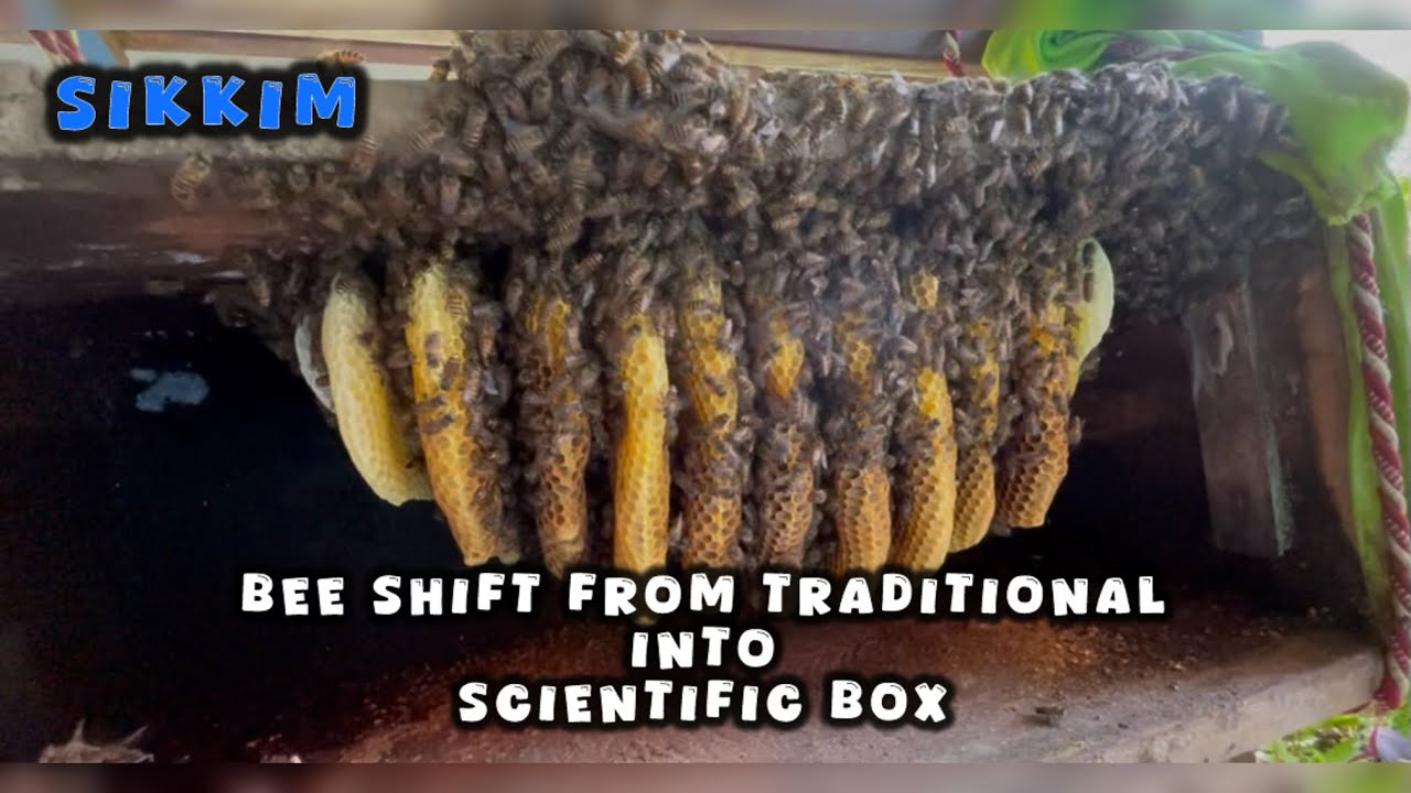 “I Transferred a Whole Colony Into a Scientific Box — Here’s What Happened!” 