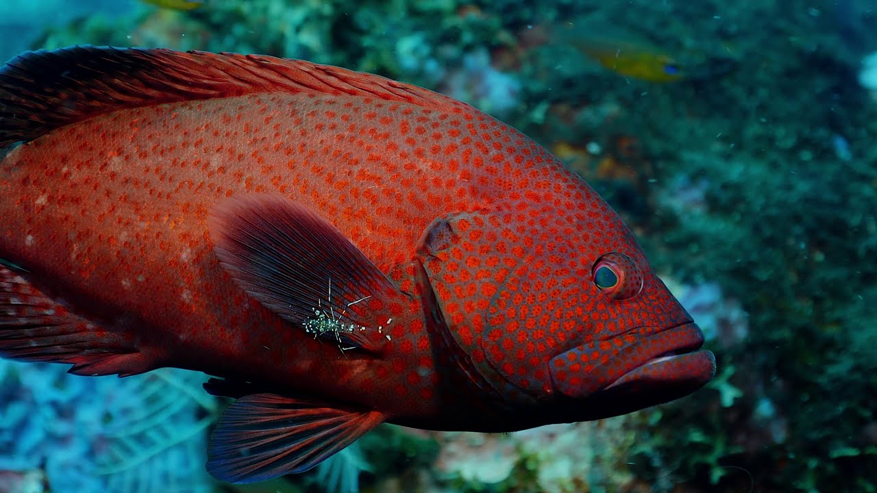 Amazing Underwater Creatures in the Bali Sea
