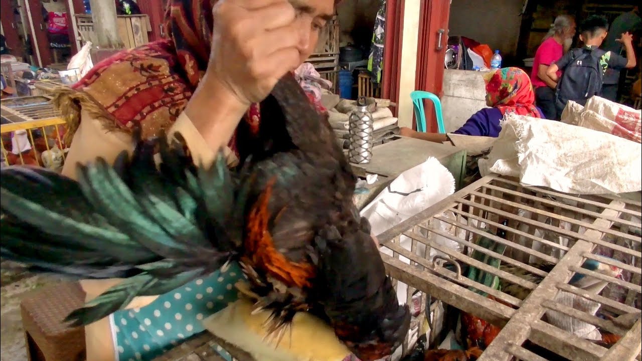 Harga Ayam Di Pasar Unggas Wonosobo Jawa Tengah Hari Ini