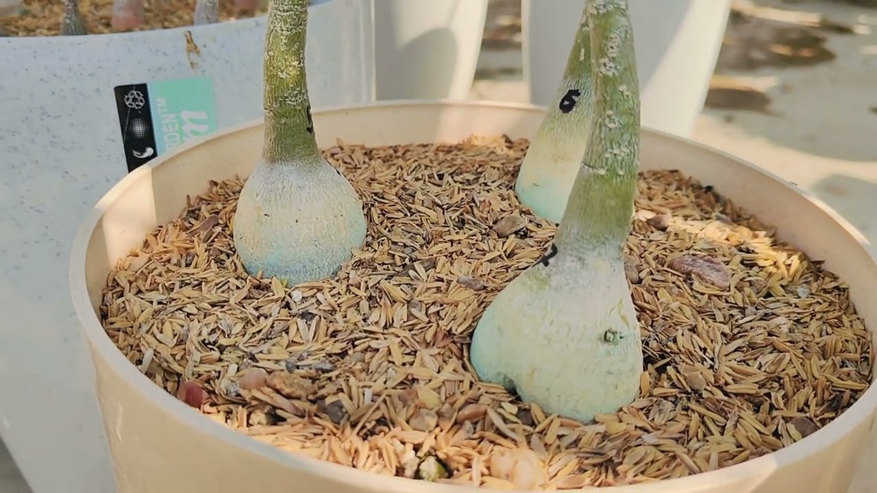 हैबिटेट अडेनियम ग्रो करने के सीक्रेट टिप्स | secrets tips of growing habitat Adenium 