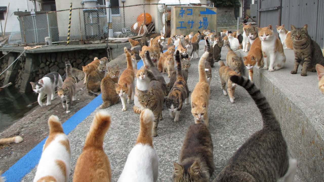 世界で一番の猫の島！Aoshima is the paradise of Cats