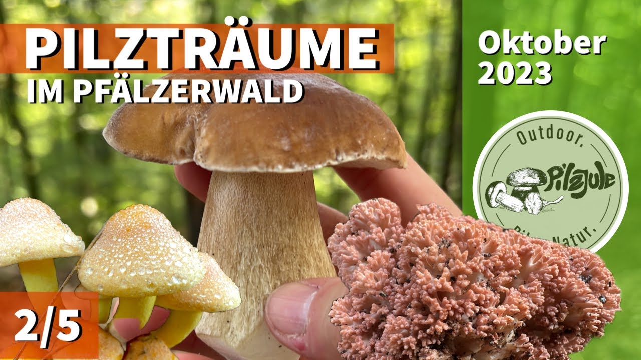 Pilzträume im Pfälzerwald 2/5 | Speisepilze, Steinpilze, Pfifferlinge und Seltenes im Oktober 🍄
