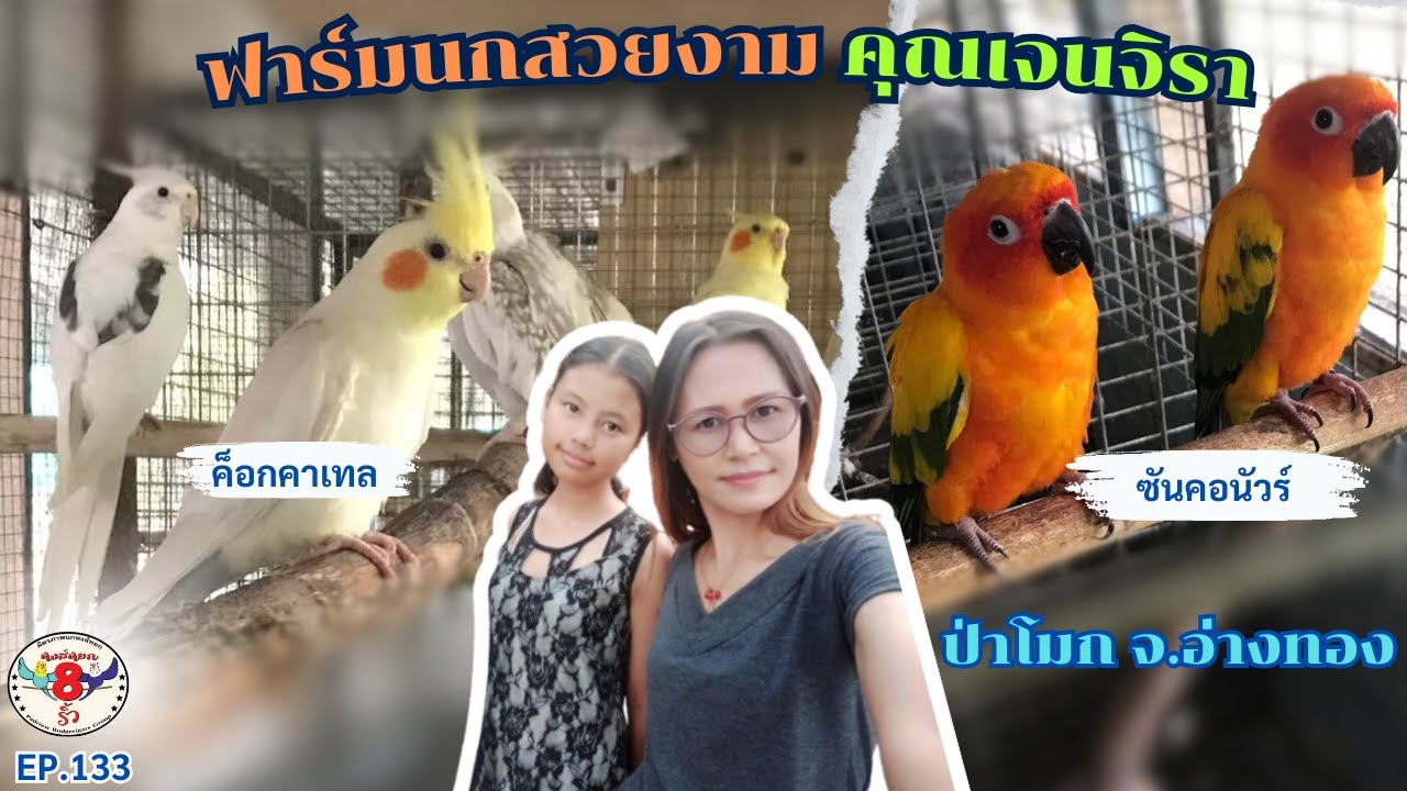 หงส์หยกแปดริ้ว EP.133 ฟาร์มนกสวยงามคุณเจนจิรา ป่าโมก จ.อ่างทอง