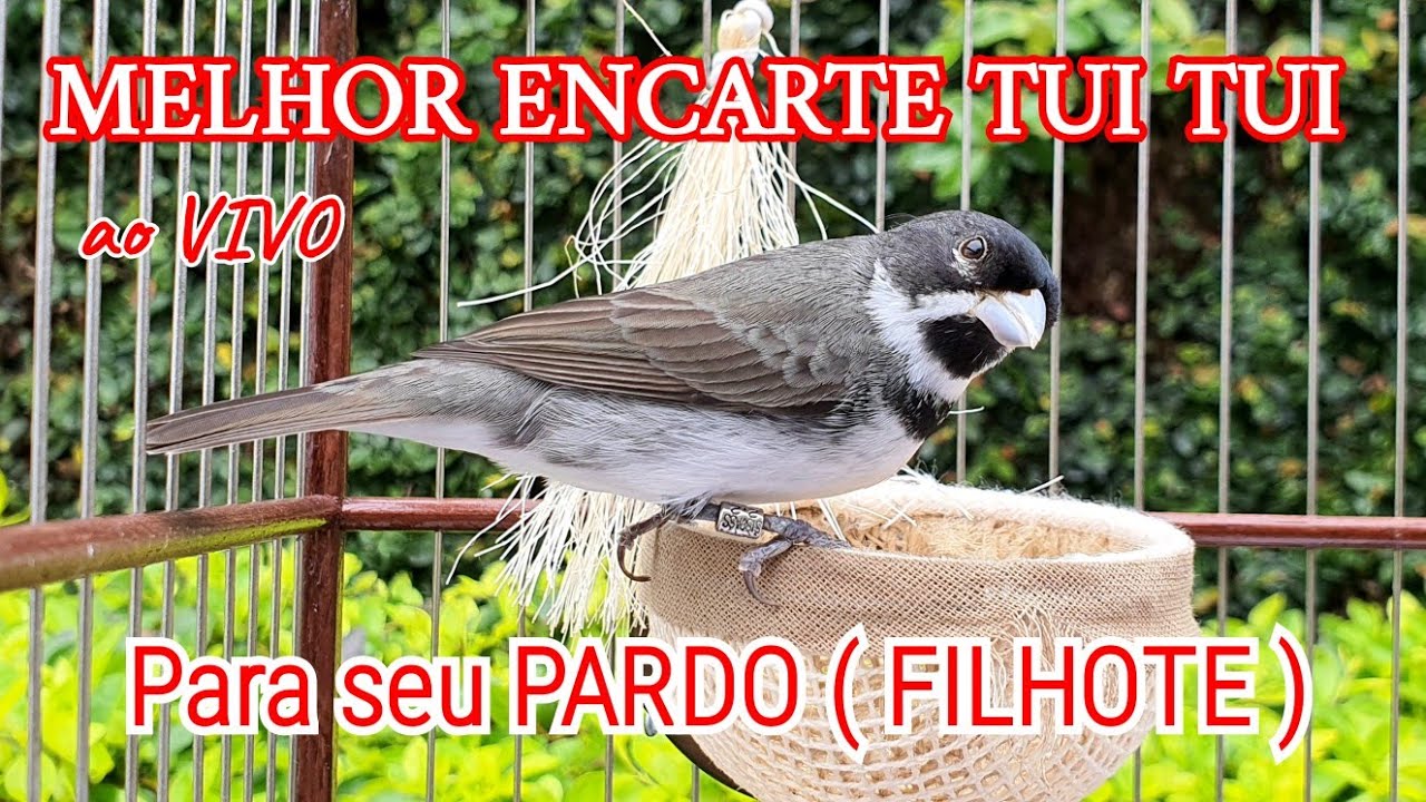 ENCARTE tui tui PARA PARDOS e FILHOTES Papa-capim COLEIRO