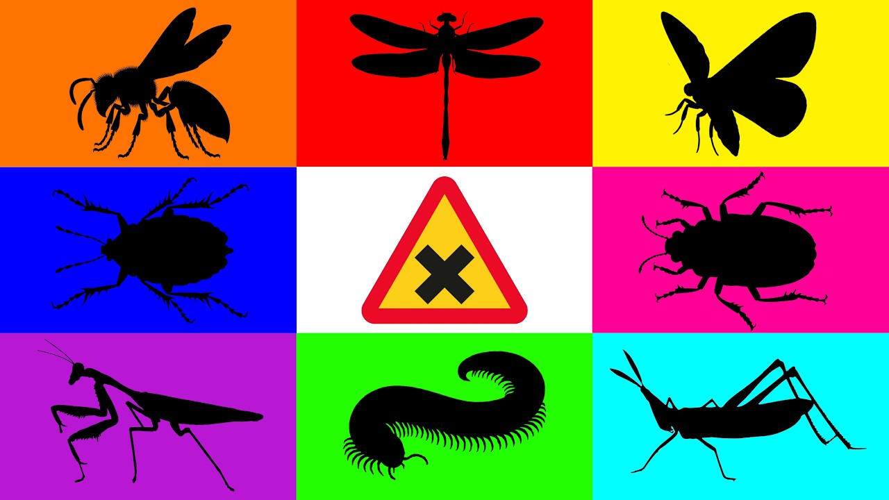 Insect: Wasp, Moth, Dragonfly, Mantis, Grasshopper, Stink Bugs, Millipede, Zebra Beetle, Crab.......