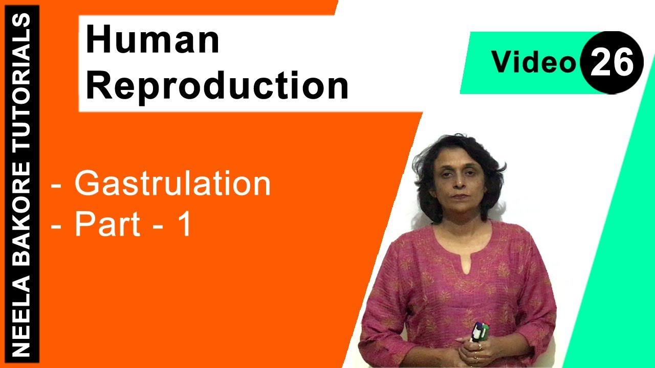 Human Reproduction | NEET | Gastrulation - Part 1  | Neela Bakore Tutorials