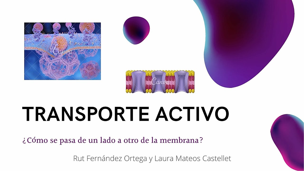 Transporte Activo