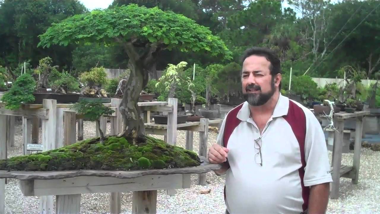 Tropical Bonsai School w Pedro Morales @ Wigert's Nursery