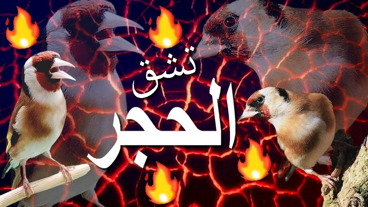 أخرج حسونك من صمته واكتشف التغاريد المخفية لديه.. بتبتة رهيييبة وتحفيز خراااافي