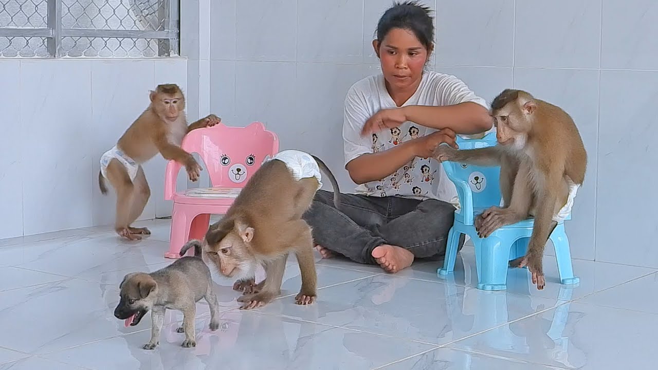 Happy Kako Family With Peppy BoBo Playing Together