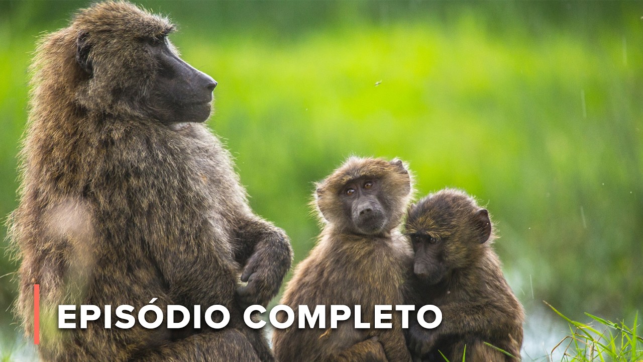 Vida na Savana: Predadores, Tropas e Pequenos Caçadores | Contos de Zâmbia 105+106+107