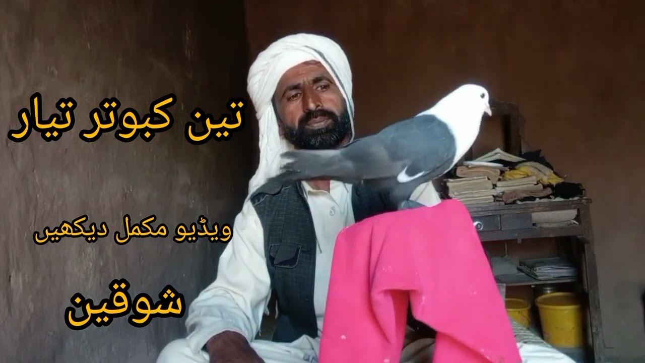 #پجن#کبوتر#کبوتر_بازی#پجن_کی_زندگی#دیسی_کبوتر#PigeonLife#Kabootar#VillageLife