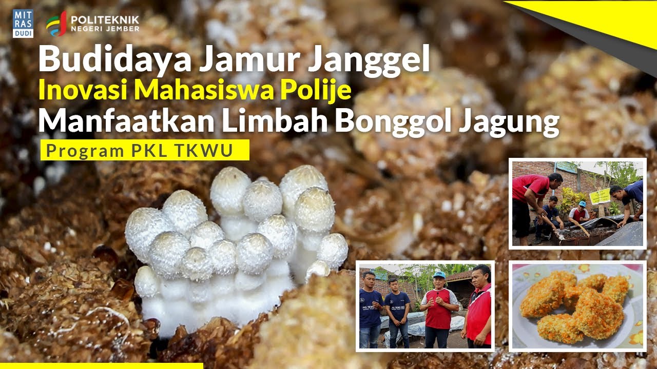 Budidaya Jamur Janggel Inovasi Mahasiswa Polije Manfaatkan Limbah Bonggol Jagung