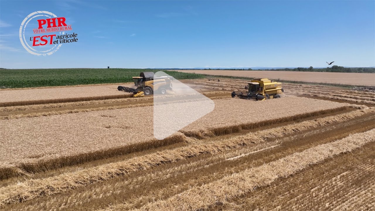 Chantier de moisson de blé avec deux moissonneuses et un transbordeur