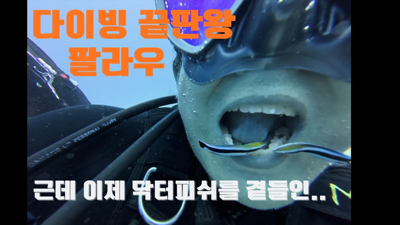 이번 겨울 다이빙 여행을 원한다면? 정답은 팔라우에 있습니다!