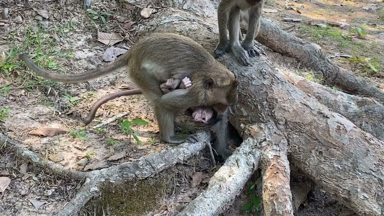 Vikki kidnapped Baby Monkey Peck Again