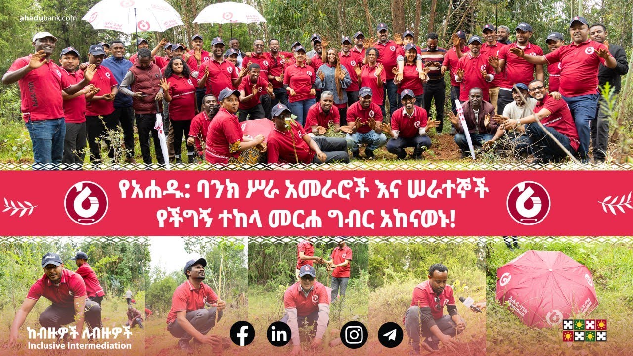 አሐዱ፡ባንክ የሀገር በቀል የችግኝ ተከላ መርሐ ግብር በእንጦጦ ተራራ ላይ  !