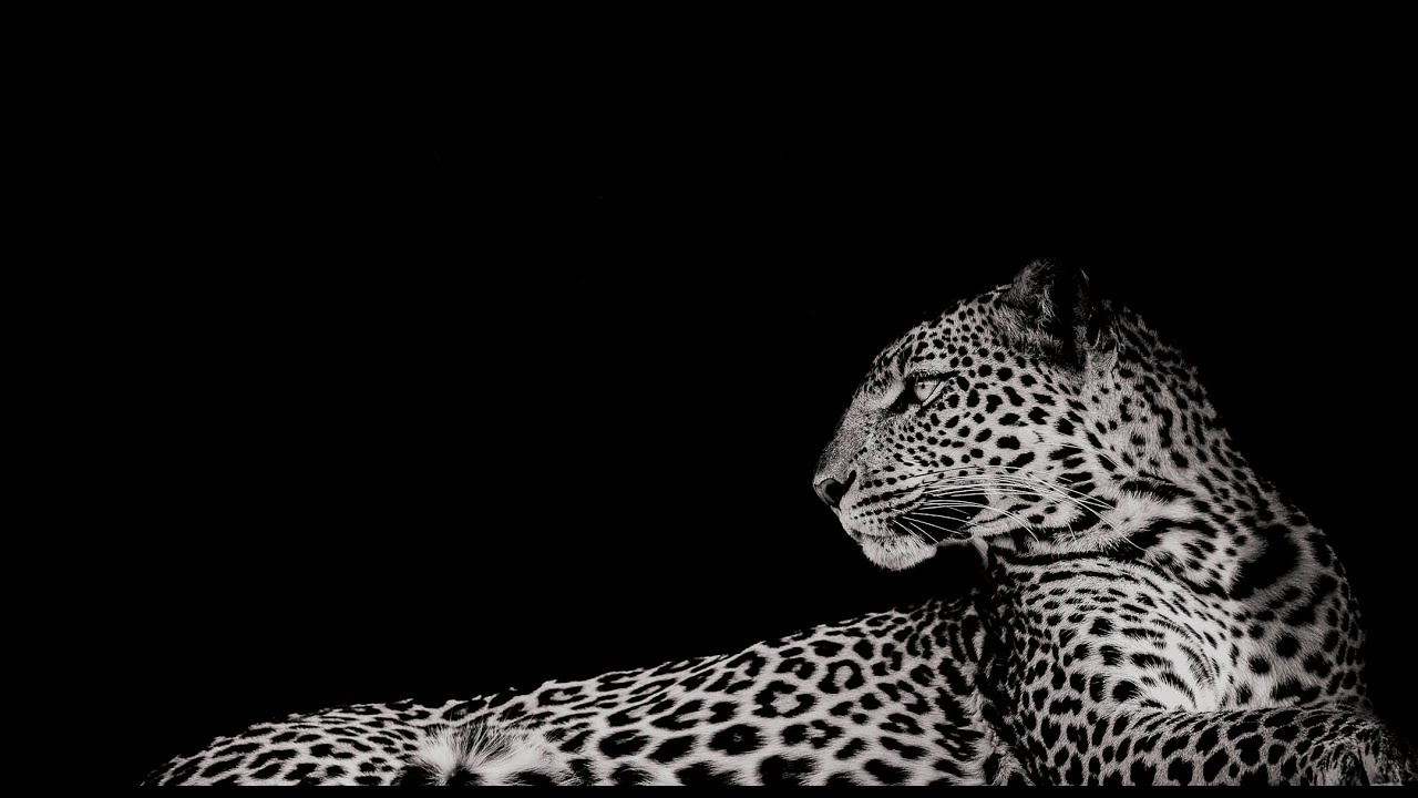 Leopard at Rest, Loisaba Kenya | Fine Art Wildlife Photography & Collectible Print — Neema