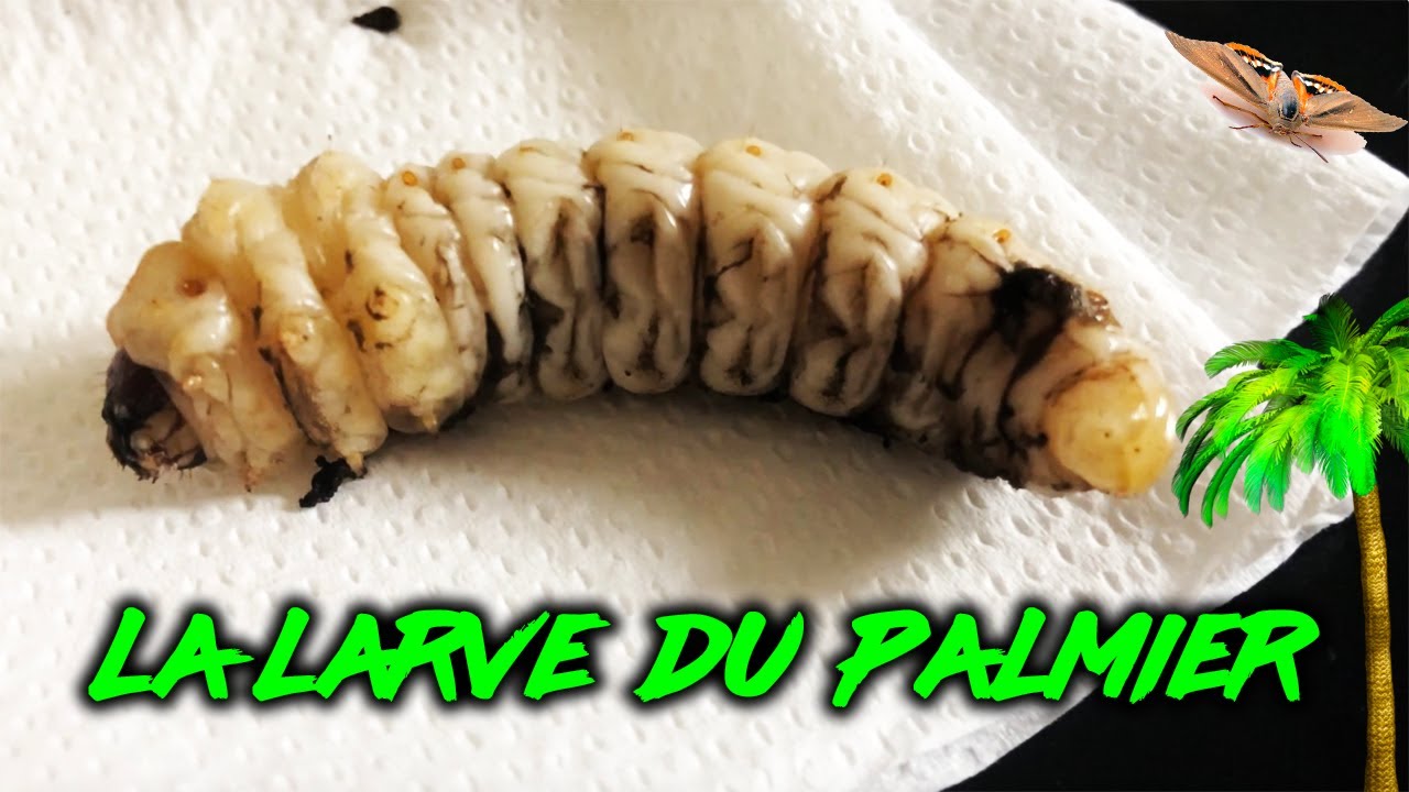 CE MONSTRE QUI ATTAQUE NOS PALMIERS! (Paysandisia)